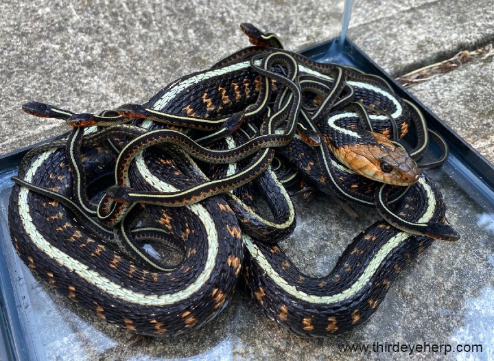 Oregon Red-spotted Garter Snakes